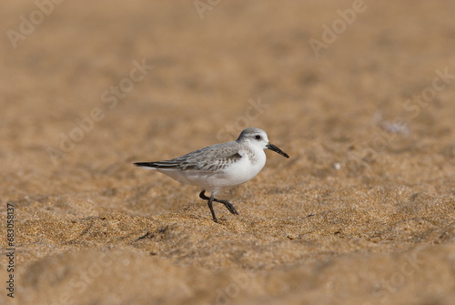 Sanderling, Nahrungssuche im Sandstrand