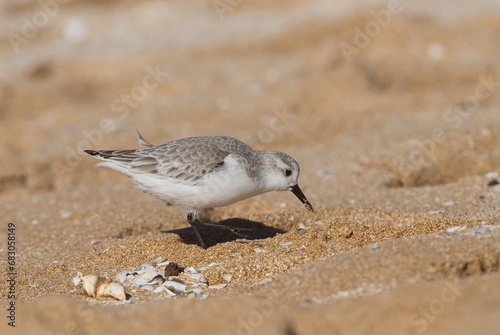 Sanderling, Nahrungssuche im Sandstrand