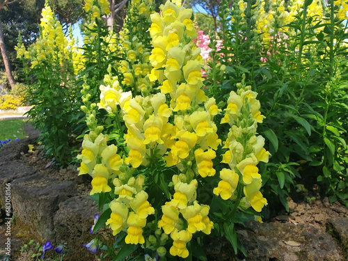 Antirrhinum bush with yellow flowers grows in a flower bed. photo
