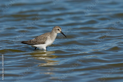 Alpenstrandläufer, Nahrungssuche im seichten Wasser