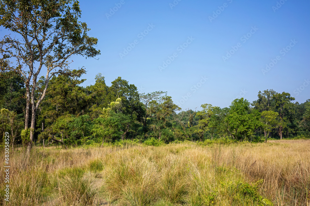 A tranquil forest scene with a clear blue sky, where tall grasses dominate the foreground as a variety of trees paint a green backdrop