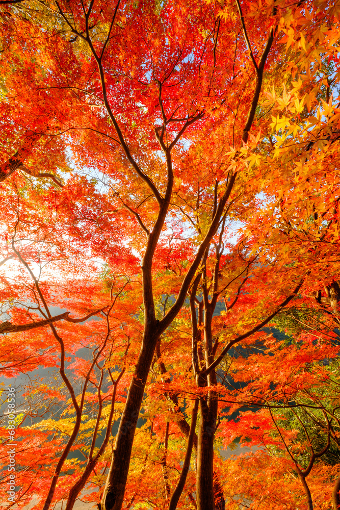 六甲山の登山道、神戸布引の貯水池の周りの木々が赤く色づく見事な紅葉。 六甲山の登山道、神戸布引の貯水池の周りの木々が赤く色づく見事な紅葉。