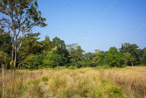 A tranquil forest scene with a clear blue sky, where tall grasses dominate the foreground as a variety of trees paint a green backdrop