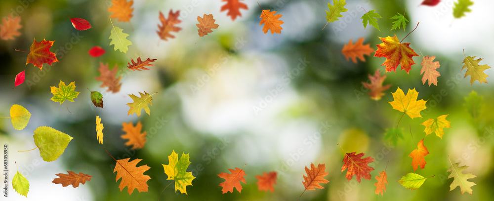 Image of beautiful autumn leaves on a blurred green natural background