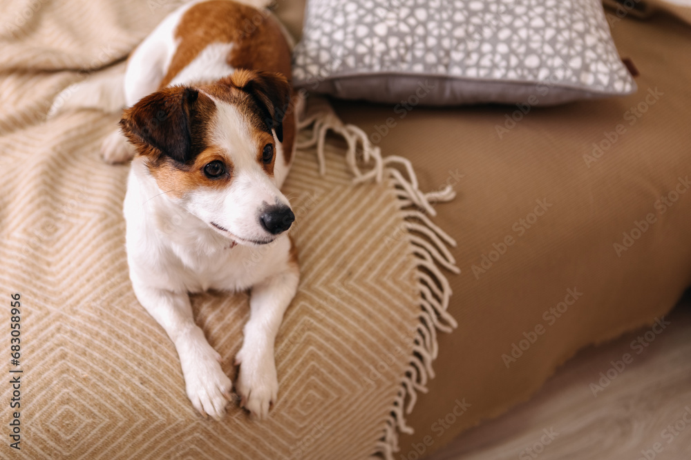 Purebred jack russell terrier lying on bed, Christmas Tree New Year decorations toys balls decorated interior holiday vacation atmosphere gifts presents garlands
Purebred jack russell terrier lying on bed, Christmas Tree New Year decorations toys balls decorated interior holiday vacation atmosphere gifts presents garlands