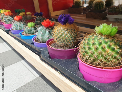 Cacti ( mammillaria ) with colorful flowers stand on a shelf in a store. photo