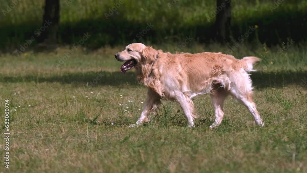 Golden retriever dog walking at nature with tonque out. Thirsty purebred pet doggy running outdoors in green grass Golden retriever dog walking at nature with tonque out. Thirsty purebred pet doggy running outdoors in green grass