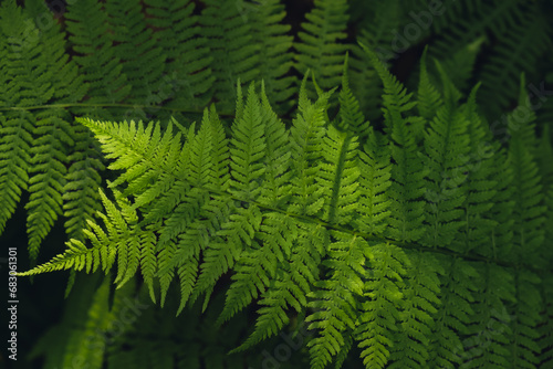 Beautiful fern leaves green foliage natural floral pattern fern background. Wallpaper of forest trees greenery copy space photo