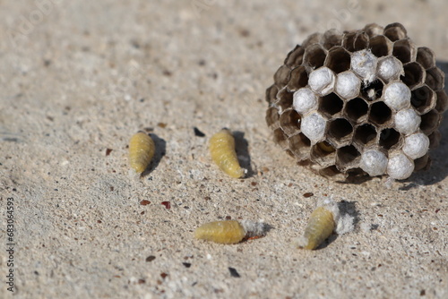 A wasp nest is lying on the ground and next to it are several larvae that have fallen out of the nest