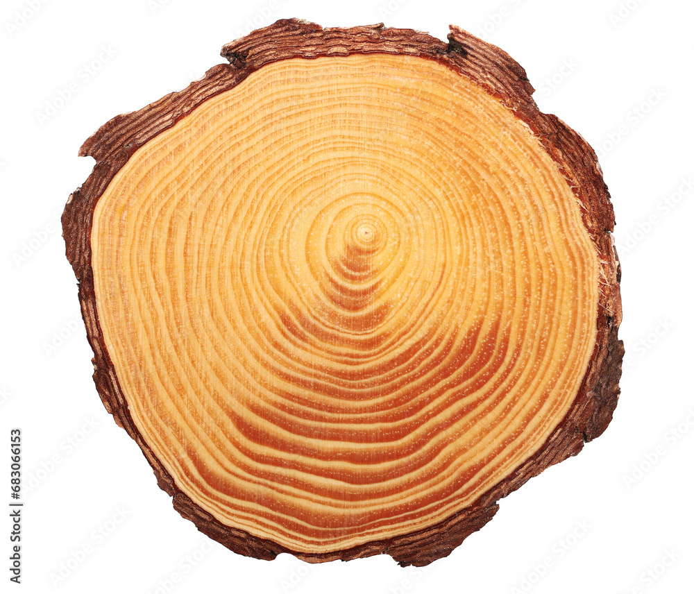 Cross section of tree trunk isolated on white, clipping path Cross section of tree trunk isolated on white, clipping path