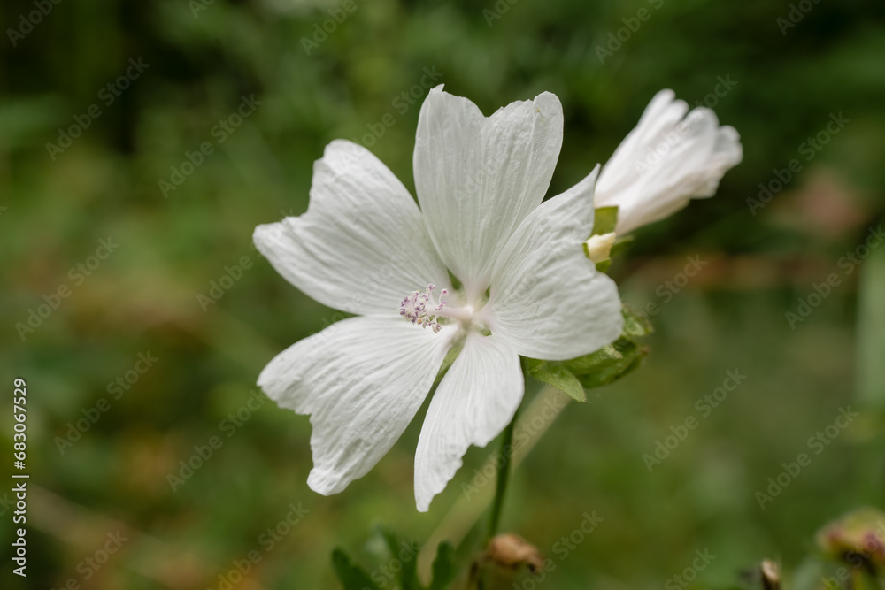 close-up of beautiful white musk mallow (Malva moschata) flowers growing wild close-up of beautiful white musk mallow (Malva moschata) flowers growing wild