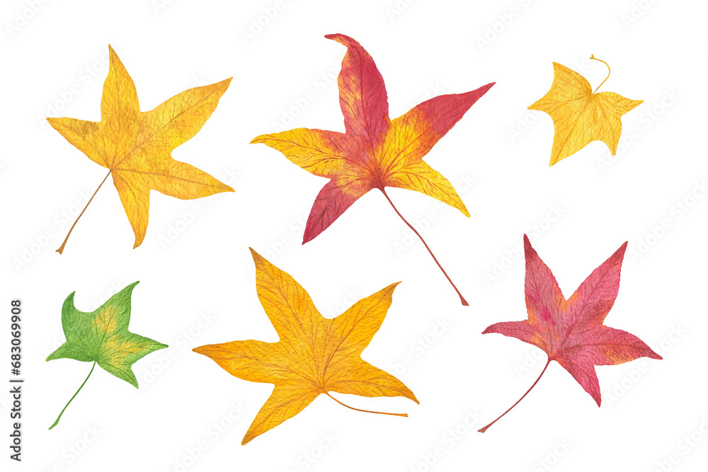 Autumn bright yellow purple green leaves set watercolor illustration isolated cut out clipart for greeting card, poster, seasonal Thanksgiving holiday celebration Autumn bright yellow purple green leaves set watercolor illustration isolated cut out clipart for greeting card, poster, seasonal Thanksgiving holiday celebration