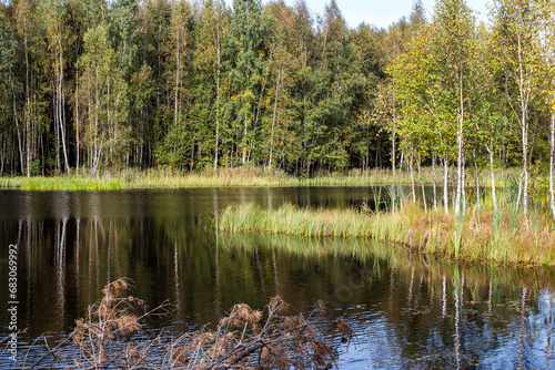 The grassy shores of a peat lake in a forest overgrown with sedge and birch trees