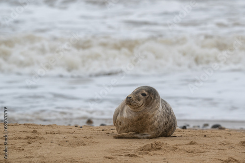 Common seal pup, Phocina vitulina, resting on sand beach, UK Image taken at distance and cropped