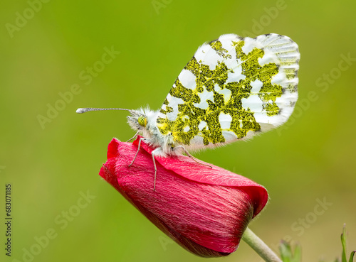 Butterfly on the plant, flo...