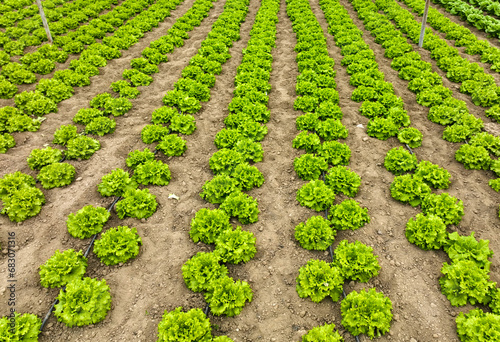 Natural lettuce grown in gr...