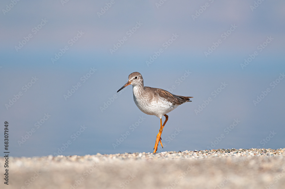 Common Redshank (Tringa totanus) walking by the lake. Common Redshank (Tringa totanus) walking by the lake.