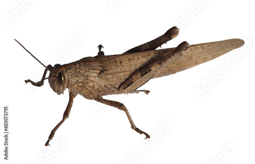 grasshopper insect animal transparent PNG photo