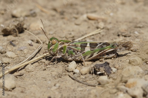 Detailed closeup on the Mediterranean Handsome grasshopper, Oedaleus decorus sitting on the ground