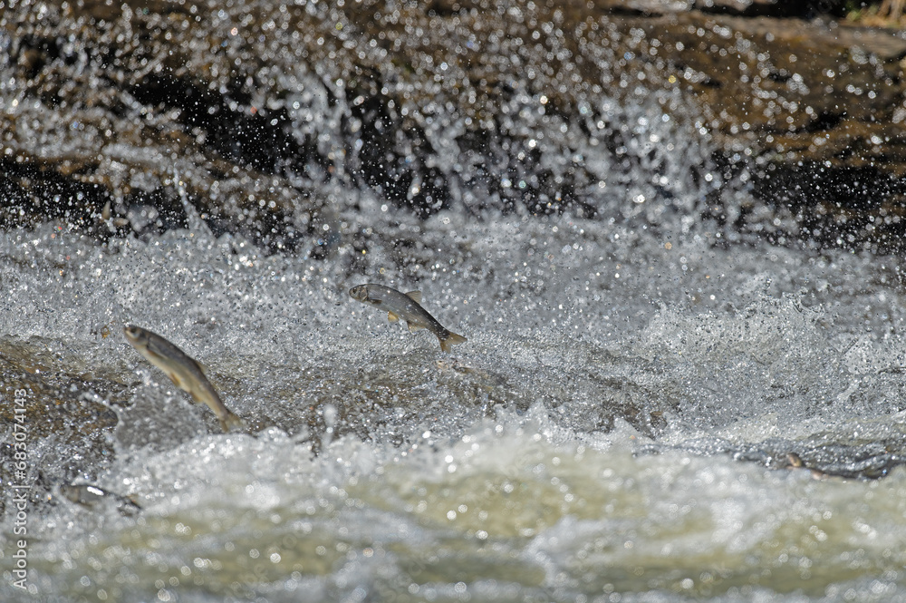 The pearl mullet or Van fish (Chalcalburnus tarichi) is a species of fish from the carp family (Cyprinidae), endemic to Lake Van in Turkey. The pearl mullet or Van fish (Chalcalburnus tarichi) is a species of fish from the carp family (Cyprinidae), endemic to Lake Van in Turkey.