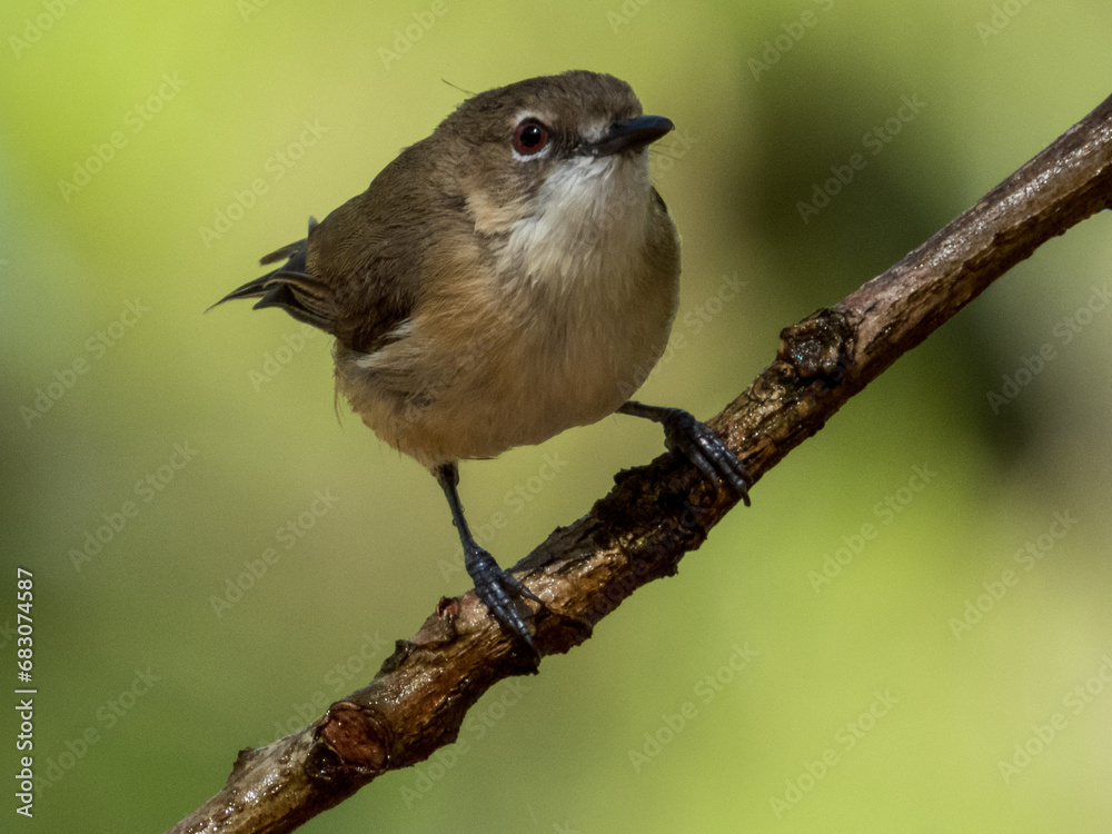 Naklejka premium Large-billed Gerygone in Queensland Australia
