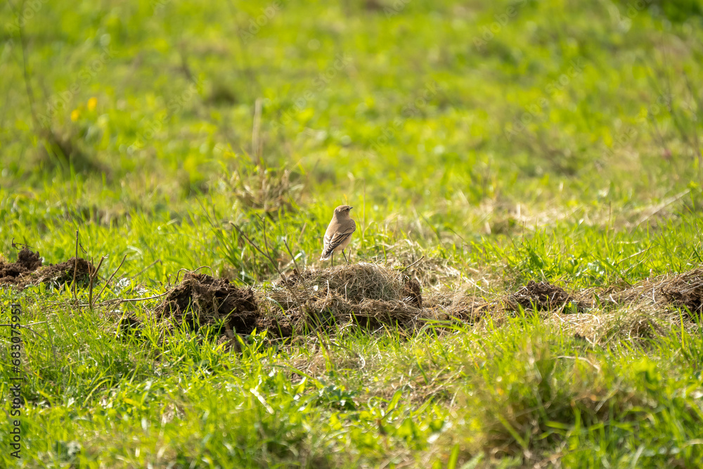 Obraz premium a Wheatear (Oenanthe oenanthe) searching for food amongst over-turned soil. 