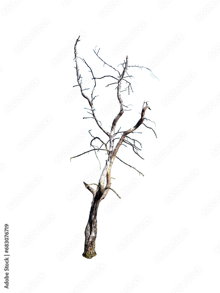 Uschnięte drzewo bez tła
