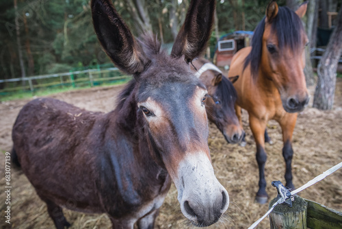 Donkey and horses on a farm in Poland
