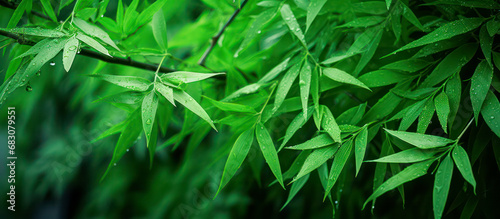 Green bamboo leaves as panorama background