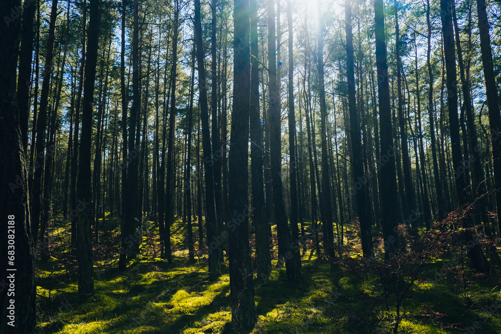 Obraz premium Beautiful pine and fir forest with thick layer of green moss covering the forest floor. Scenic view Sunlight shining through the branches. Forest land background. Magical Deep foggy Forest Misty Old