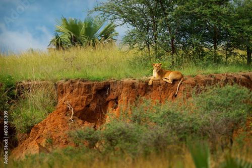 Lioness laying in the hillside in bush in Murchison falls National Park in Uganda Africa. Lion - Panthera leo king of the animals. Lion - the biggest african cat. Nice green and brown environment