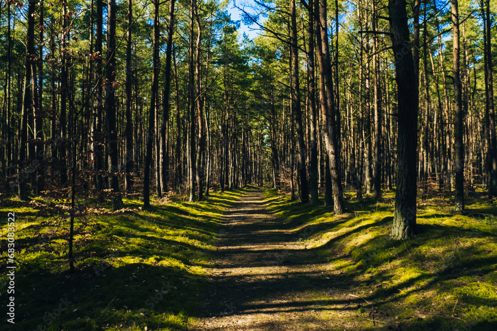 Obraz premium Beautiful pine and fir forest with thick layer of green moss covering the forest floor. Scenic view Sunlight shining through the branches. Forest land background. Magical Deep foggy Forest Misty Old