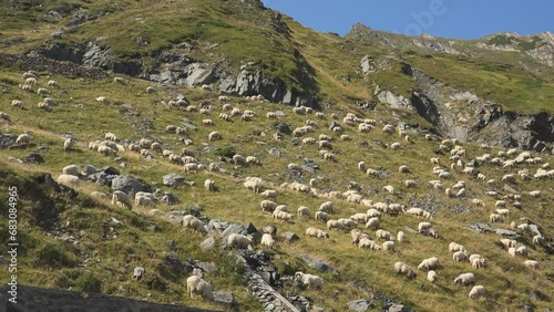 Sheep herd grazing the alpine pasture photo