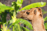 Camel - detail of a camel's head in profile.
