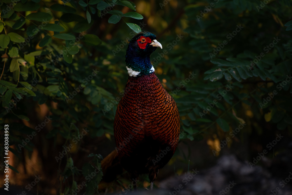 Fototapeta premium The common pheasant, Phasianus colchicus, is a bird in the pheasant family
