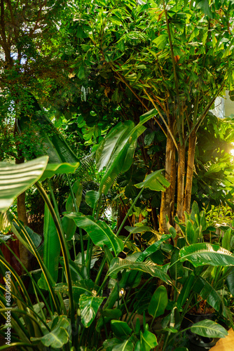 Fototapeta Naklejka Na Ścianę i Meble -  Green plants in botanical garden. Fresh natural background. Greenery interior. Fragment of the interior of greenhouse with tropical and indoor plants. Home gardening. Houseplants and urban jungle