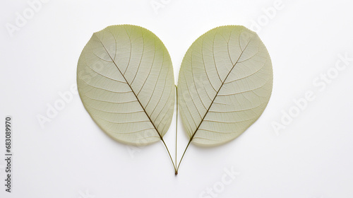 Macro photography of two green leaves viewed from behind on white background