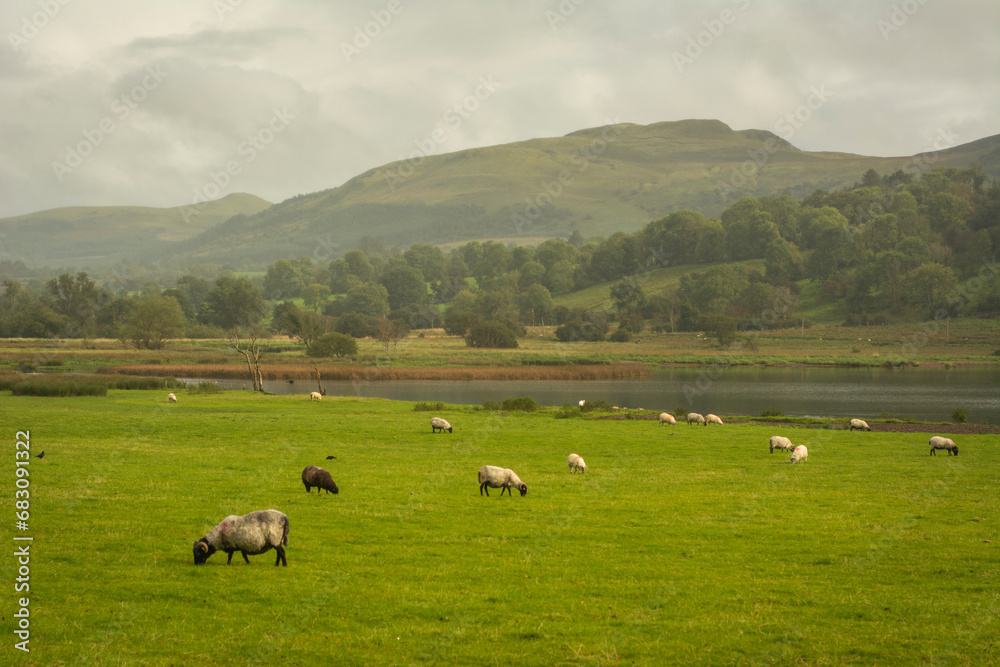 green field with sheeps