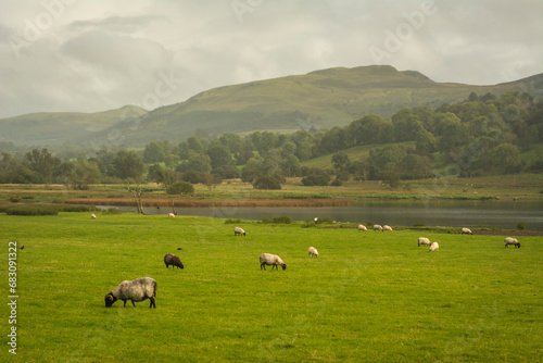 green field with sheeps