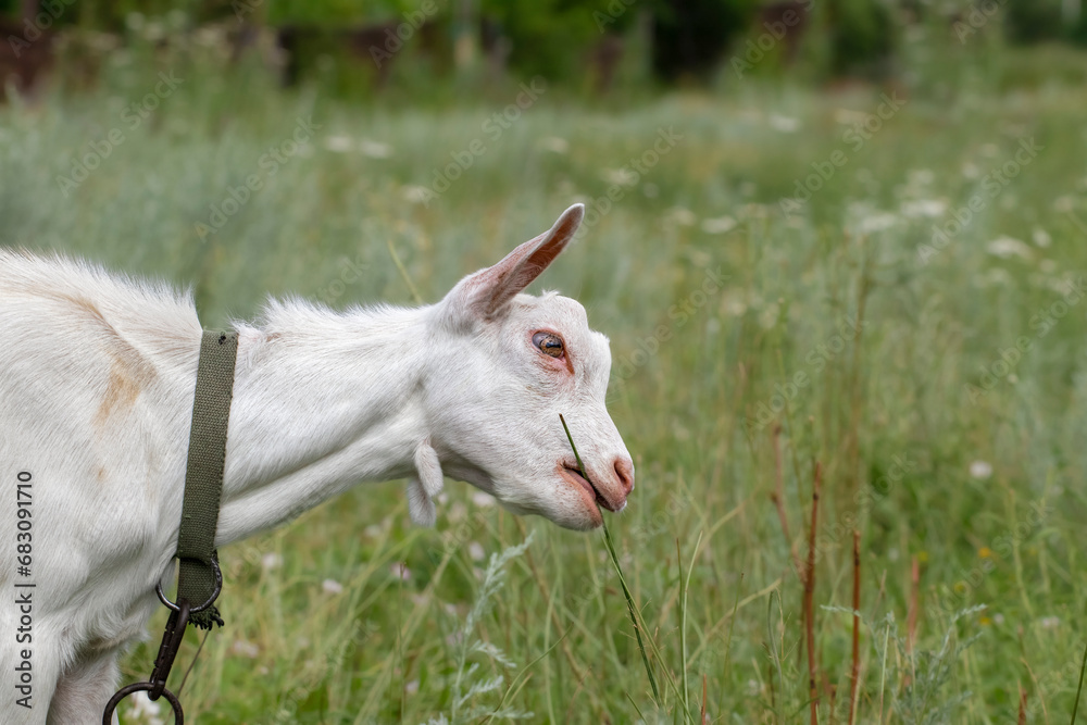 Obraz premium A white goat is grazing in a meadow.A cute small goat is eating green grass on a lawn.