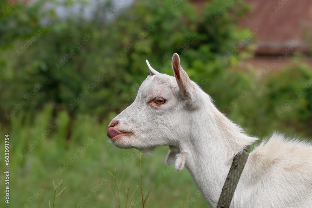 Portrait of a funny little goat.White goat with a funny muzzle.Theme: funny animals. Portrait of a funny little goat.White goat with a funny muzzle.Theme: funny animals.
