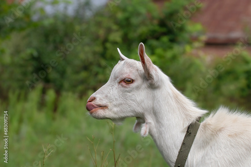 Portrait of a funny little goat.White goat with a funny muzzle.Theme: funny animals. © Yuliya