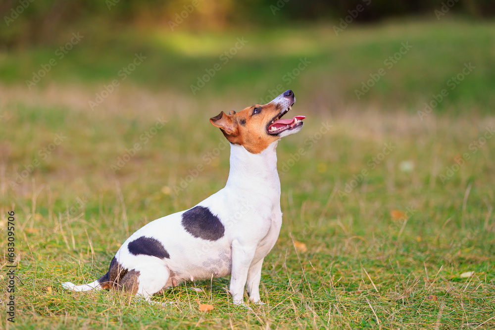 A cute Jack Russell Terrier dog is training in nature. Pet portrait with selective focus