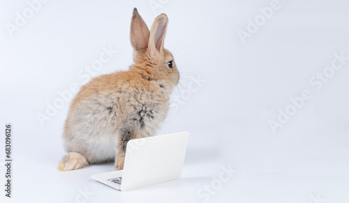 Adorable baby rabbit furry bunny looking at laptop learn something sitting over isolated white background. Little ears infant bunny brown rabbit learning work laptop.Easter animal education technology