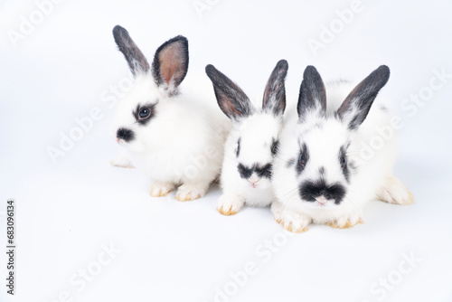 Adorable furry baby bunny rabbits sitting and lying together playful over isolated white background. Three lovely cuddle family rabbits sitting playful together on white. Easter animal family concept.