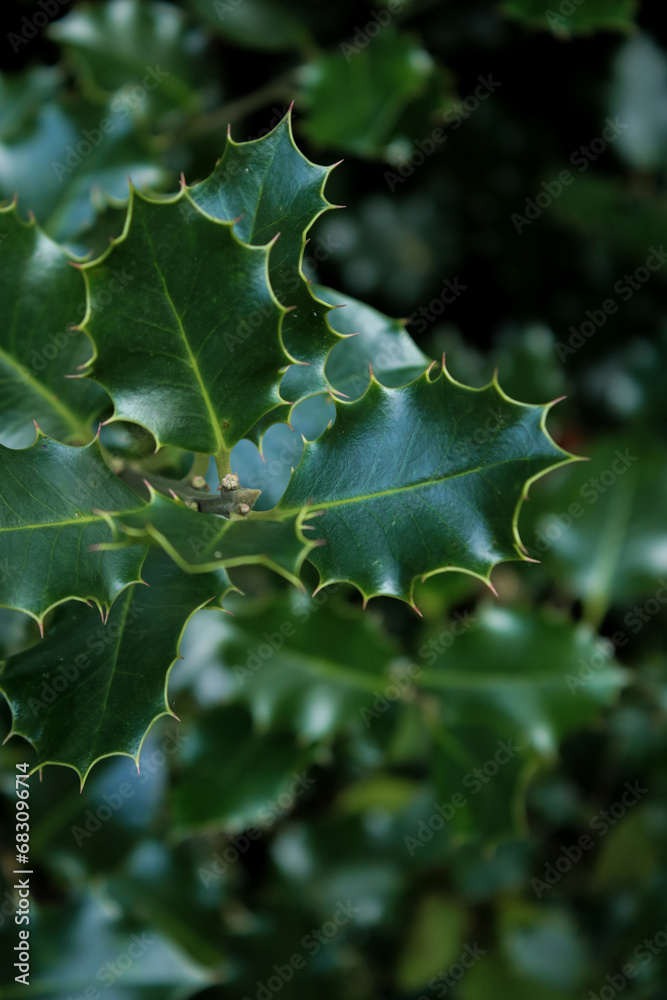 Close up of green holly plant tree leaves