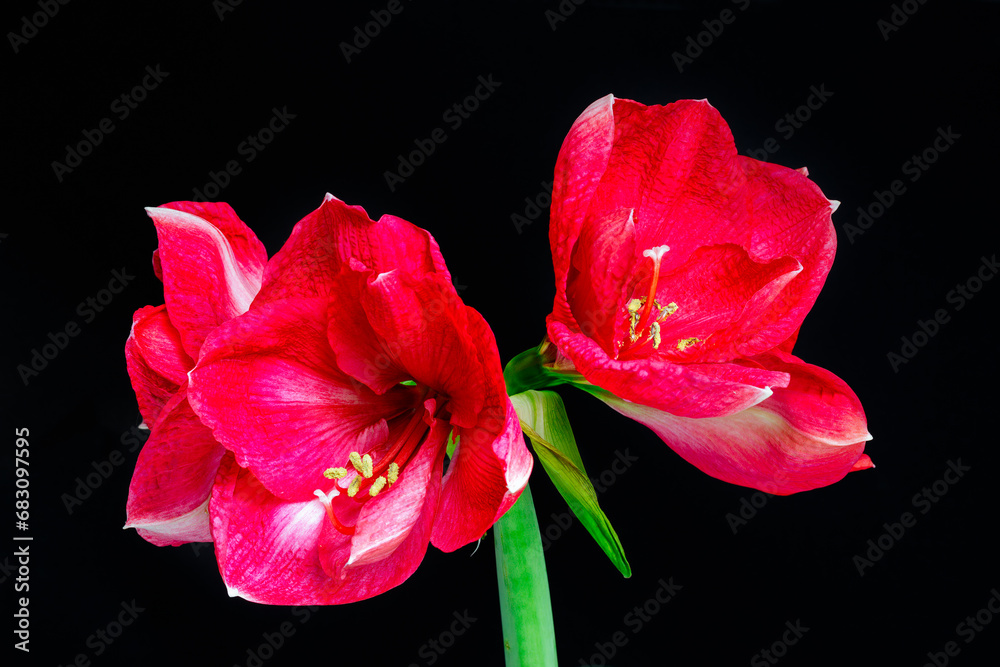 Three Hippeastrum, or amaryllis, red and white flowers on a black background, close up Three Hippeastrum, or amaryllis, red and white flowers on a black background, close up