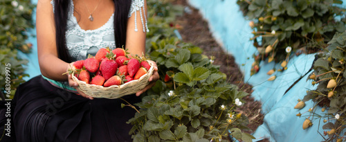 Mujer campesina bastante joven con diadema tejida sosteniendo un tazón lleno de frutas y comiendo fresas maduras en el campo después de la cosecha photo