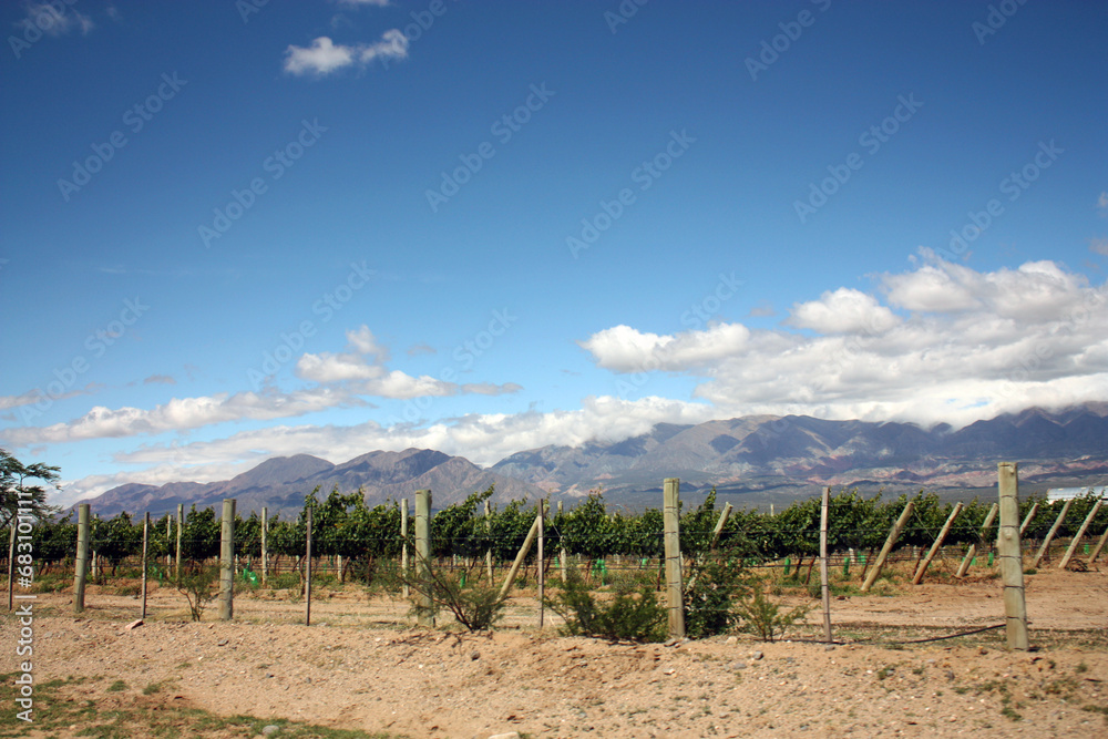 Obraz premium Wine Road, Salta, Cafayate