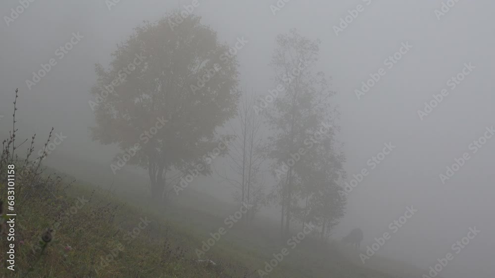 Trees hardly visible in the morning fog on mountain slope Trees hardly visible in the morning fog on mountain slope